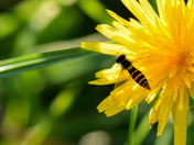 Hoverfly Dandelion 