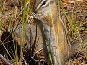 Chipmunk having breakfast