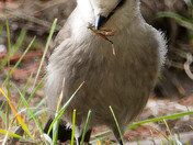 Canada Jay with breakfast