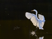 Great Egret touching down as the sun was setting