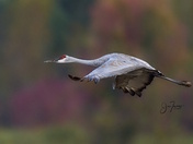 Fall is a wonderful time for bird photography