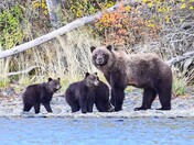 Mom Grizzly and her three Cub of the Year
