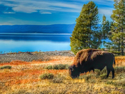 Yellowstone National Park