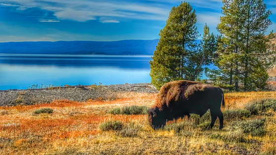 Yellowstone National Park
