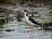 Black Necked Stilt