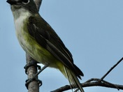 Blue Headed Vireo