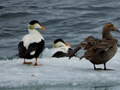Common Eiders 