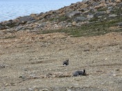 Foraging Arctic Hares shown against a background of partially melted sea ice