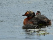 Horned Grebe with Chicks