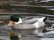 Mallard Hybrid duck