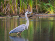 Great blue heron