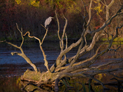 Great blue heron