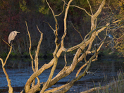 Great blue heron and kingfisher in tree