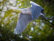 Great blue heron