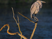 Great blue heron