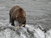 Katmai National Park