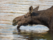 Thirsty Moose