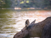 Thirsty Moose