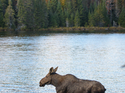 Thirsty Moose