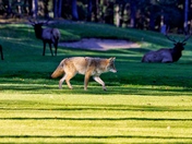 Coyote