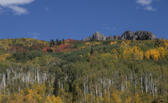 Gunnison National Forest