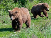 Katmai National Park and Preserve