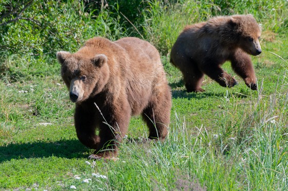 Katmai National Park and Preserve