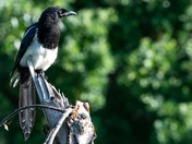 Katmai National Park and Preserve