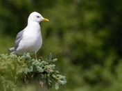 Katmai National Park and Preserve