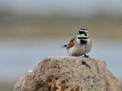 Horned Lark