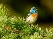 Singing Lazuli Bunting