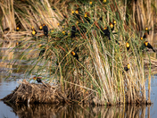 Yellow-Headed Blackbirds