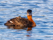 Red-Necked Grebe and Grebette 