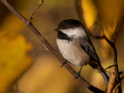 Chickadee 