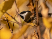Chickadee 