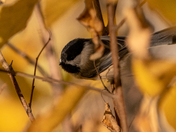 Chickadee 