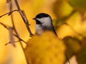 Chickadee 