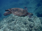 Pu'uhonua O Honaunau National Historical Park