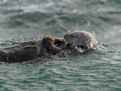 Sea Otter Feeding in the waves
