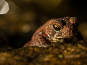 Twinkling Toad