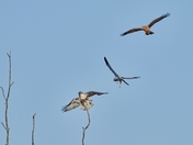 "Dog fight" among raptors.