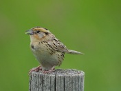 LeConte's Sparrow