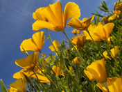 Tonto National Forest