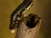 Fall Frog