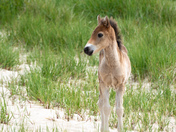 Young foal on Sable Island