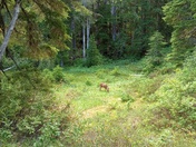 Olympic National Park