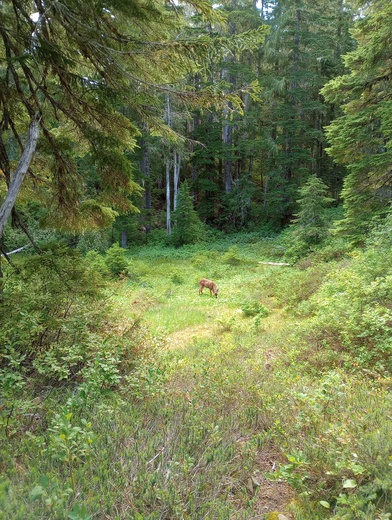 Olympic National Park