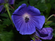 Orion Geranium
