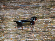 Wood Duck (male)