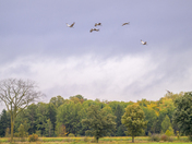 Sandhill Crane Migration 